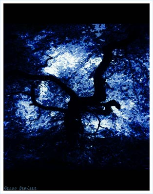 Hedera | Genco Demirer